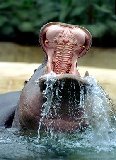Happiness Is Hippo Shaped