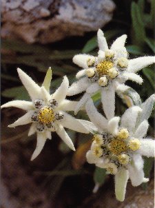 Wax Flower